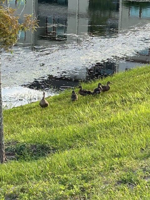 mother and 4 ducklings
