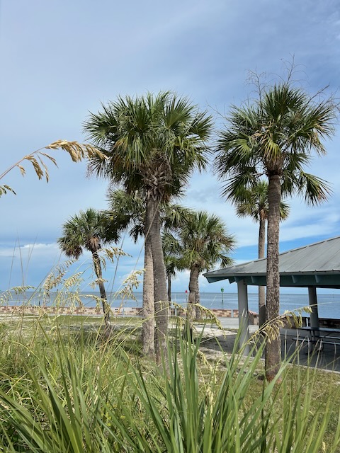 Palm trees and the ocean