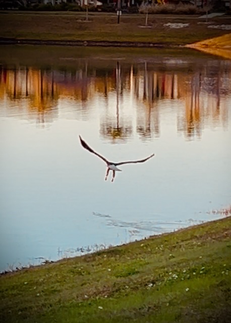 Bald eagle taking off