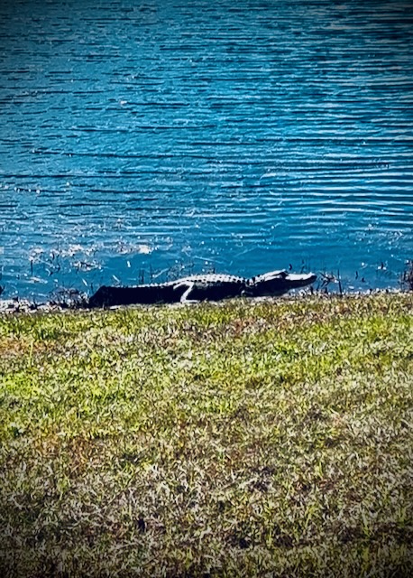 Alligator