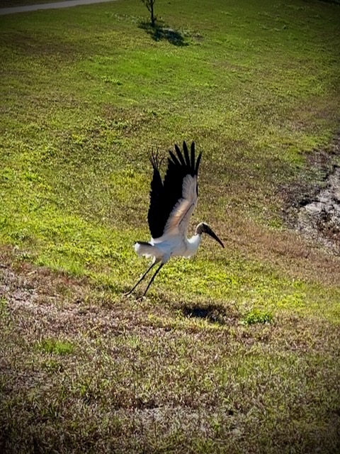 Wood Stork