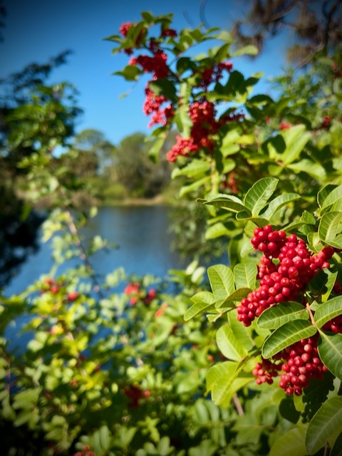 Tree with berries