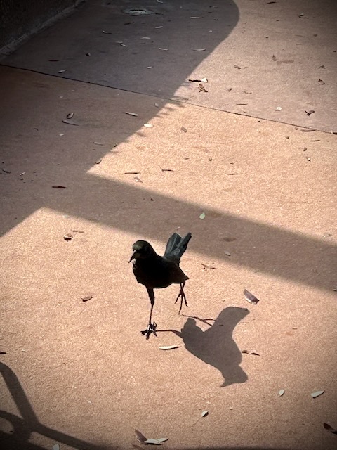 Great-tailed grackle