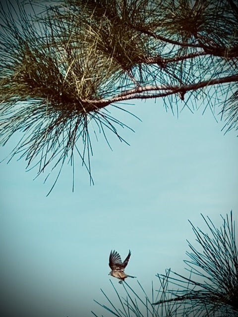 Warbler in flight