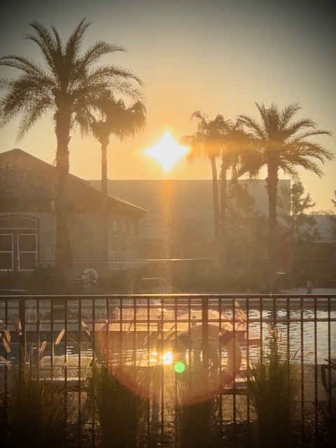 Sunrise with palm trees