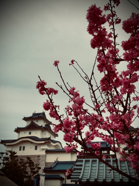 Cherry blossoms