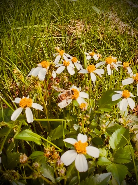 Bee on a flower