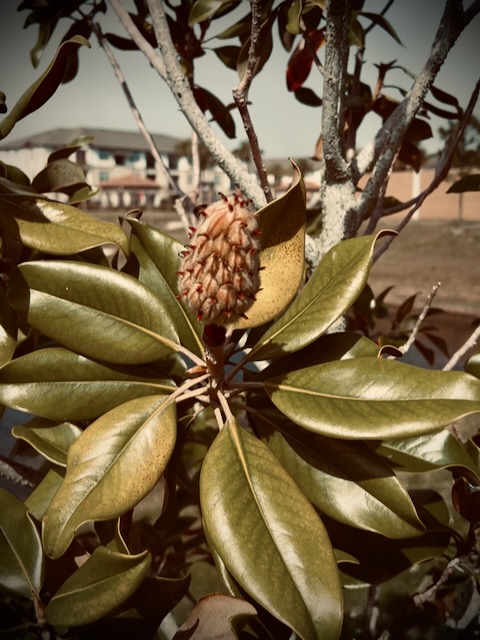 Magnolia bud