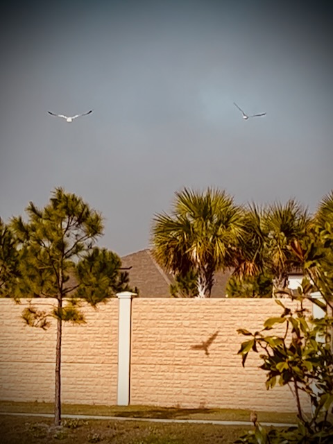 Birds in the air with a bird shadow on a wall