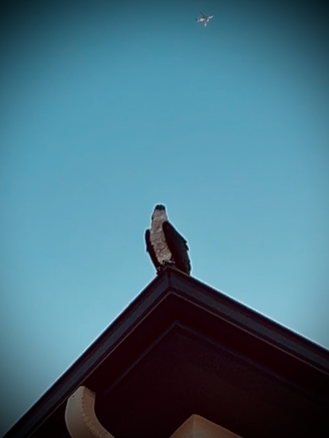 Bird perched on roof