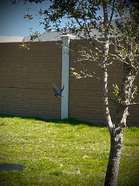 Eastern bluebird mid flight