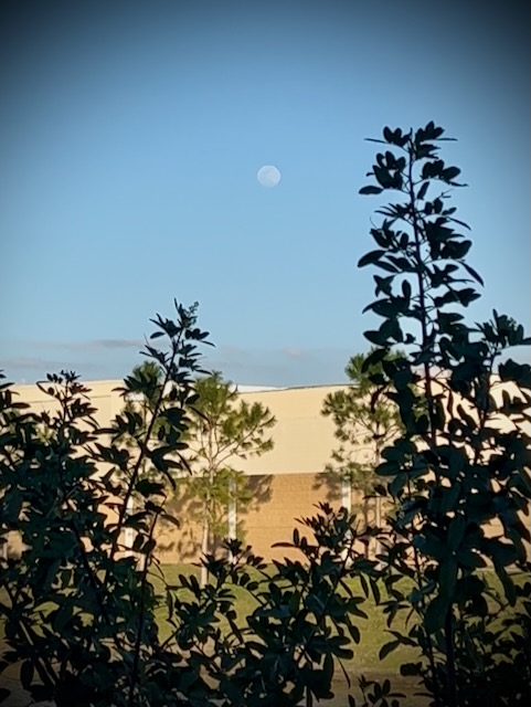 Moon in sky, trees on ground