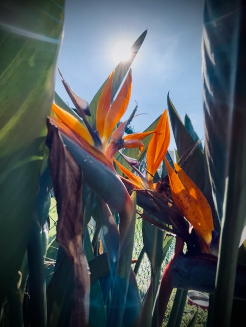 Bird of Paradise with a sun glare