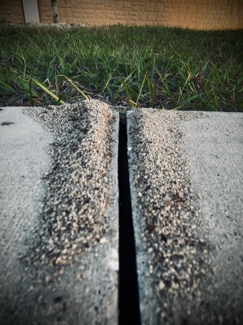 Ant hills on sidewalk