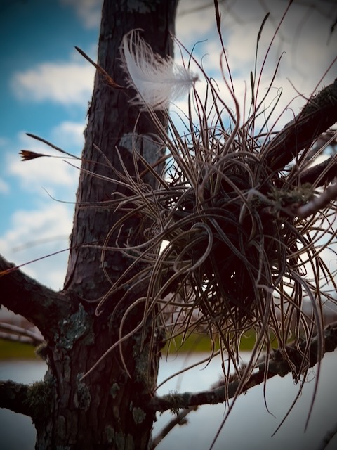 Air plant with a feather in a tree