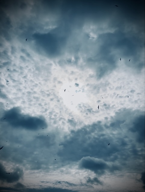 Birds in the clouds