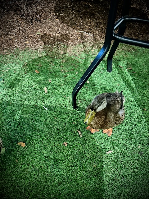 Duck