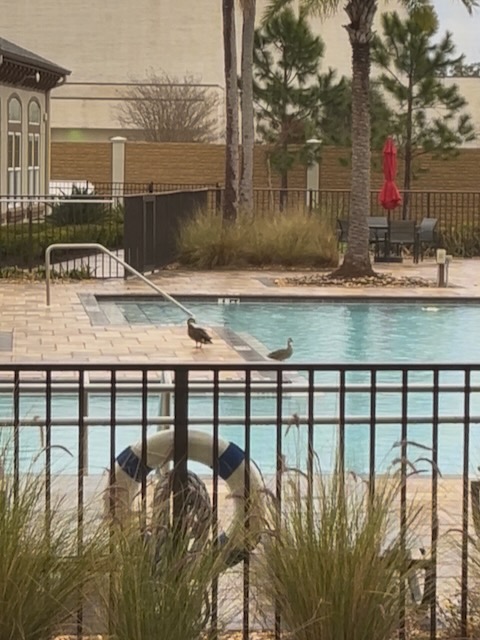 Pool with ducks