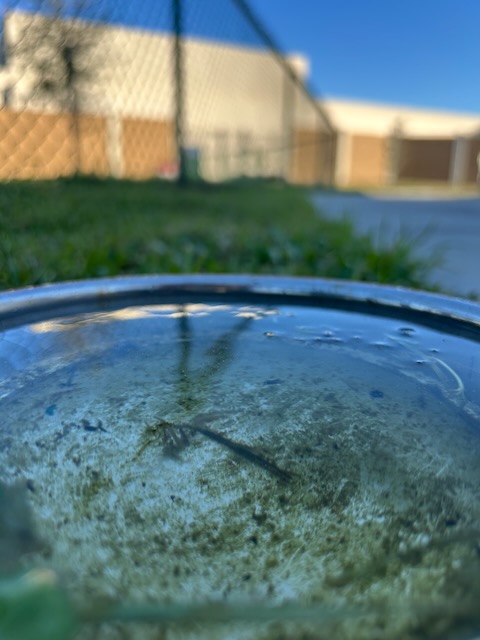 Dog bowl with water with a building in the background