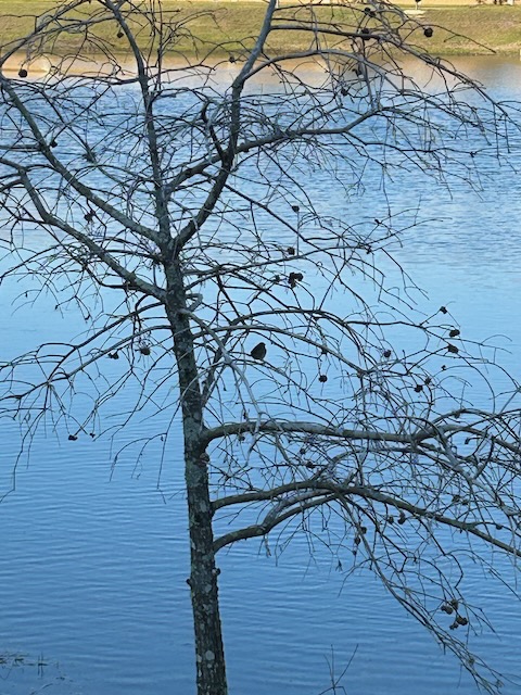 Bare tree with a bird on a branch. Pond in the background