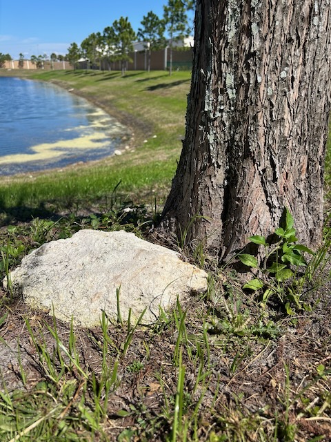 Rock, tree, pond