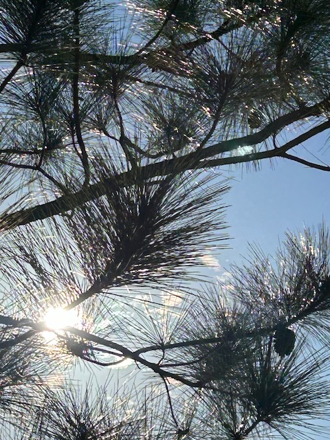 Sun shining through a pine tree
