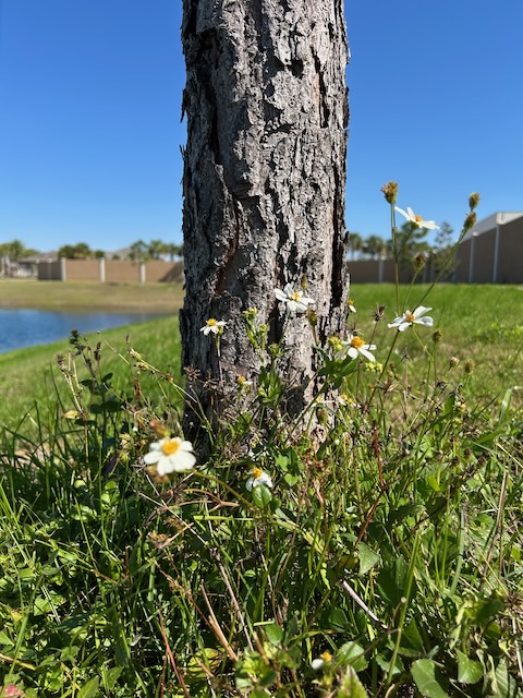 Tree with flowers