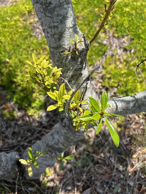 New branches on a tree