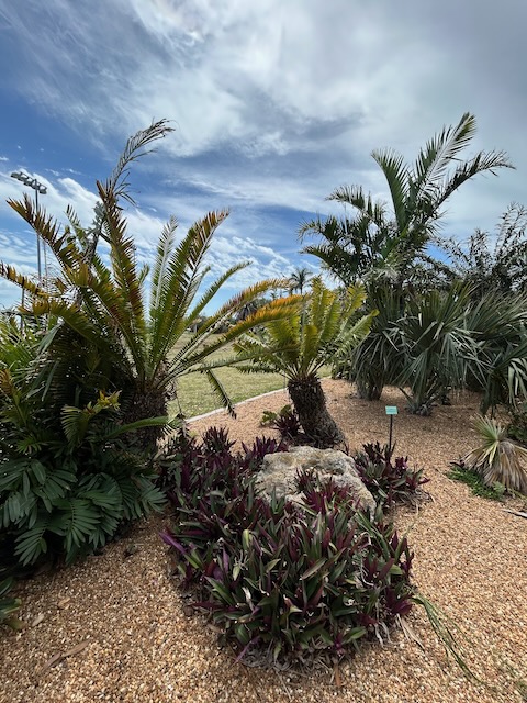 Palm trees