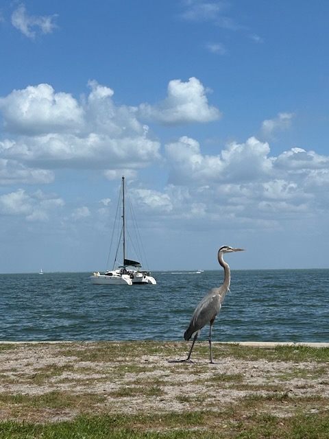 Great Blue Heron, ocean, and sailboat