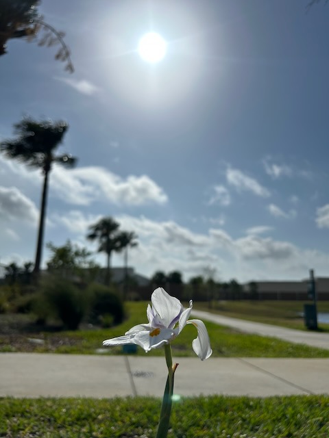 Flower