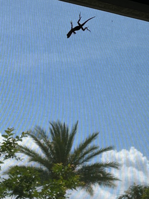 Lizard, palm tree, clouds