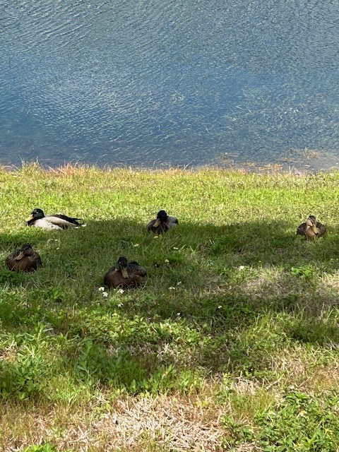 Ducks
