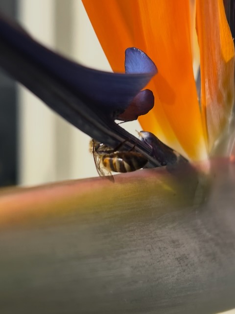 Bee on a Bird of Paradise