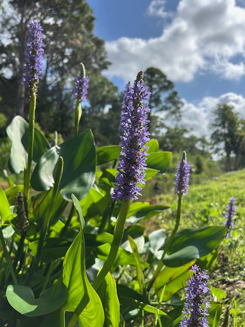 Pickerelweed