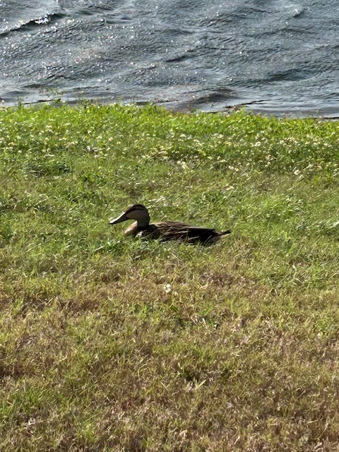 Duck