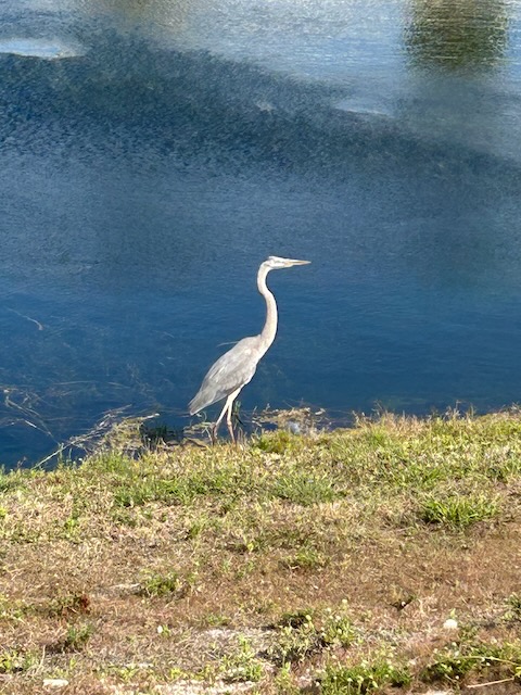 Great Blue Heron
