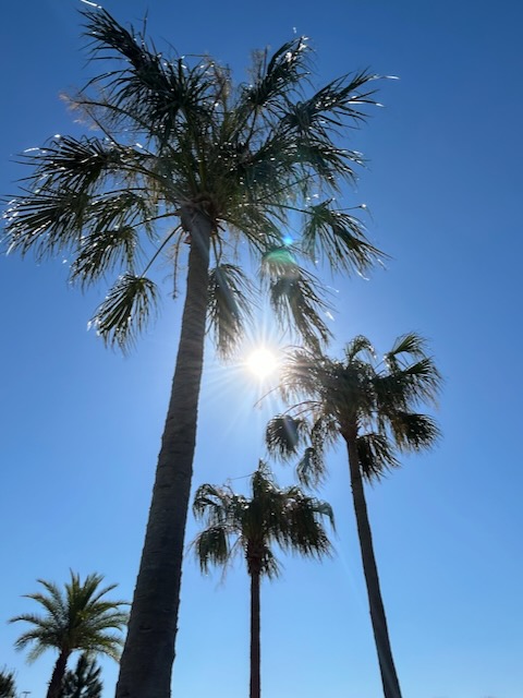 Palm trees with the sun