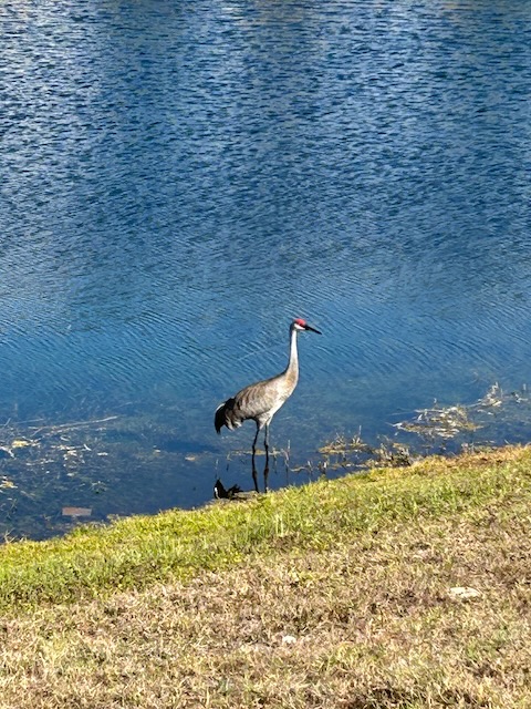 Sandhill Crane