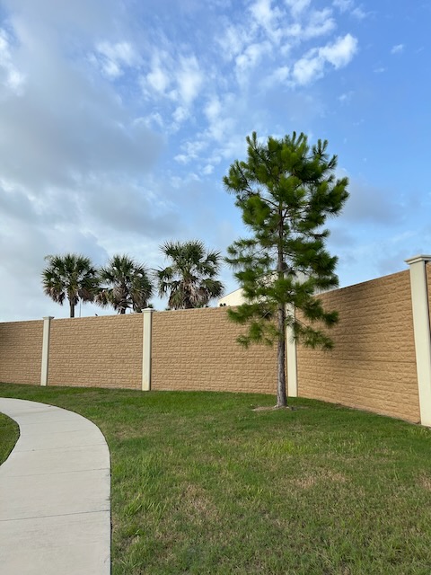 Pine tree, palm trees, and a wall