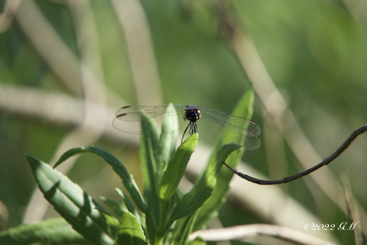 Dragon Fly (dsc02724)