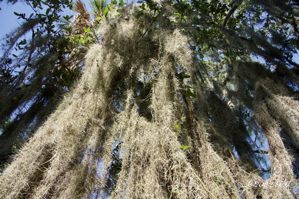 Spanish Moss (dsc02766)