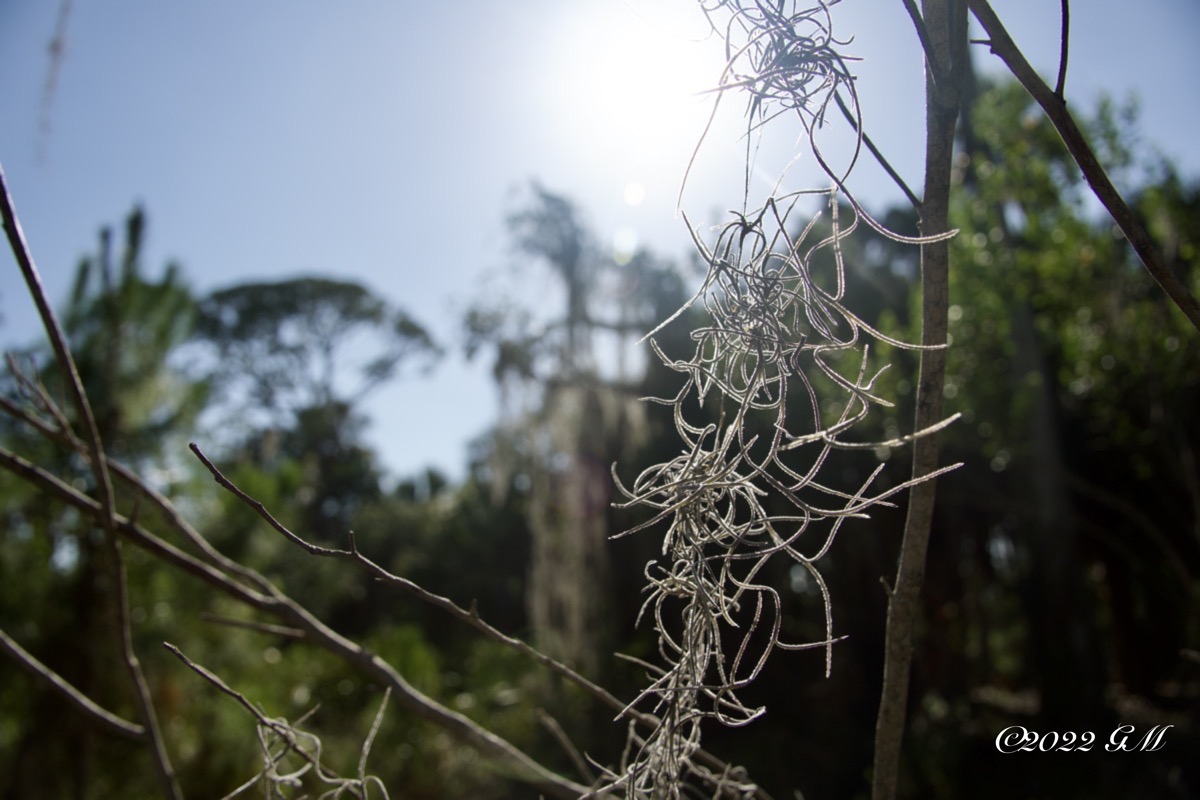 Focus on Spanish Moss (dsc02772)