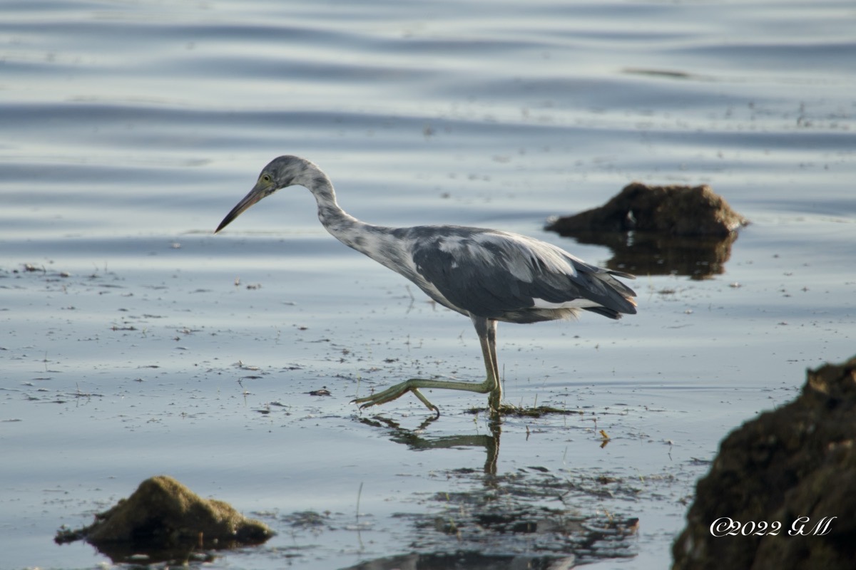 Immature Little Blue Heron (dsc01615)