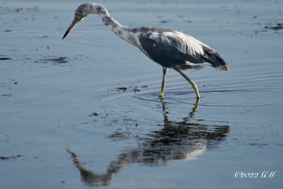 Immature Little Blue Heron looking for food in the water (dsc01620)