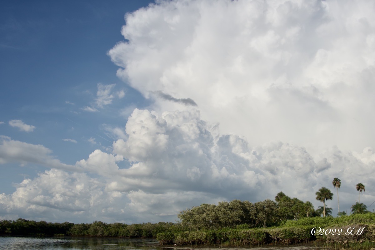 The edge of storm clouds over Mangrove trees along the coast of the Gulf of Mexico in Brasher Park (dsc01722)